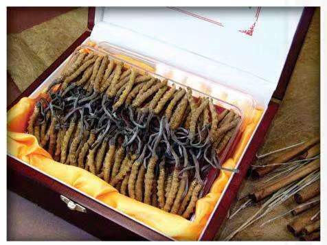 萝北冬虫夏草回收